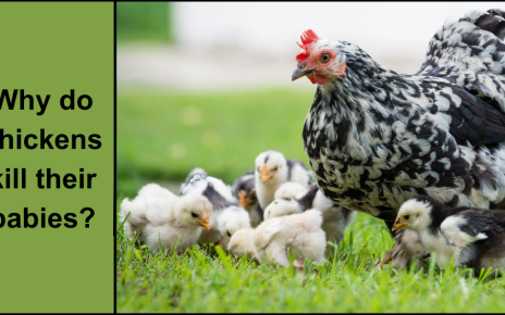 Why do chickens kill their babies?