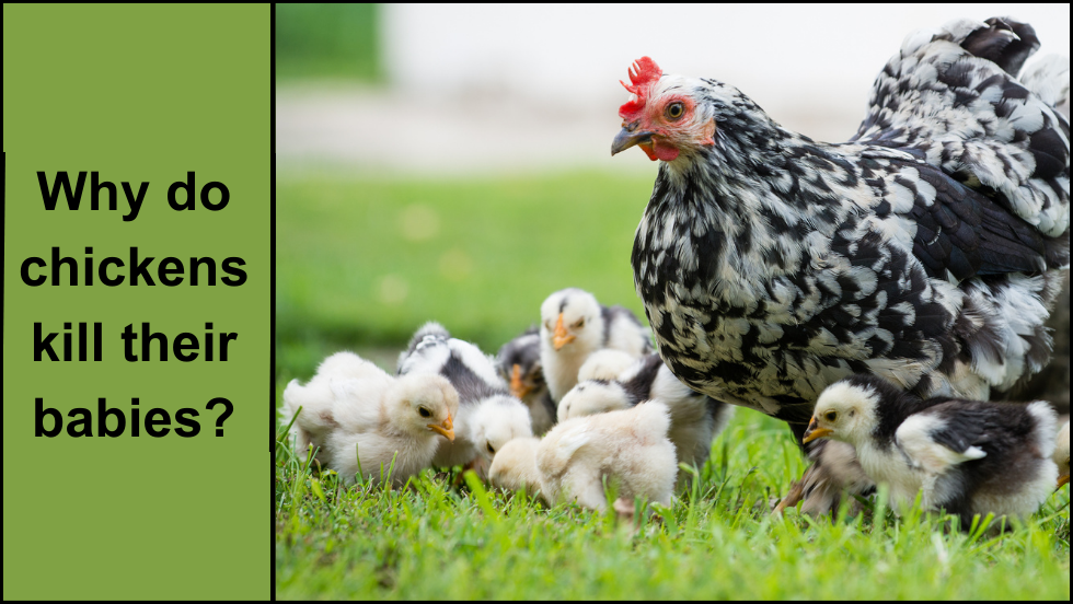 Why do chickens kill their babies?