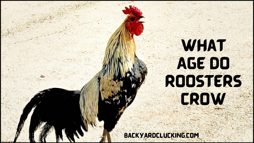 What Age Do Roosters Crow?
