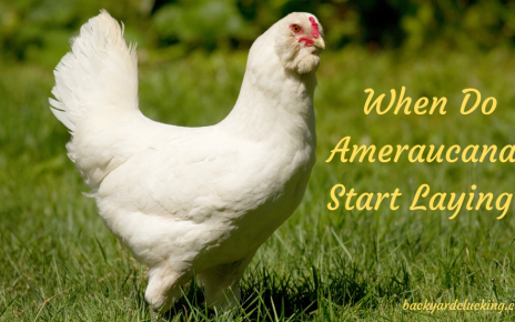 When Do Ameraucana Chickens Start Laying?