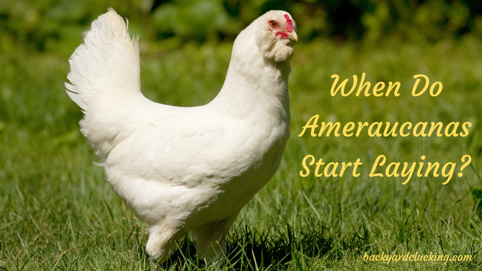 When Do Ameraucana Chickens Start Laying?