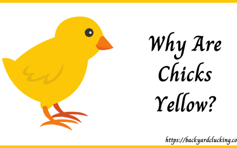 Why Are Baby Chicks Yellow?