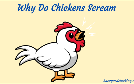 Why Do Chickens Scream?