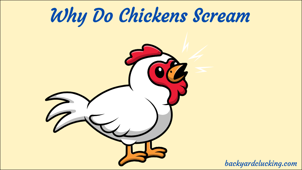 Why Do Chickens Scream?
