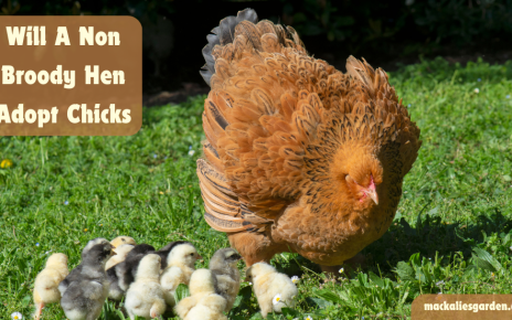 Will a Non-Broody Hen Adopt Chicks?