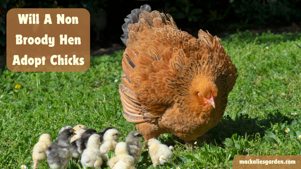Will a Non-Broody Hen Adopt Chicks?