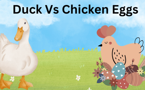 Duck Vs Chicken Eggs: